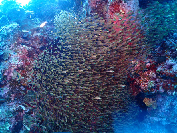 魚影