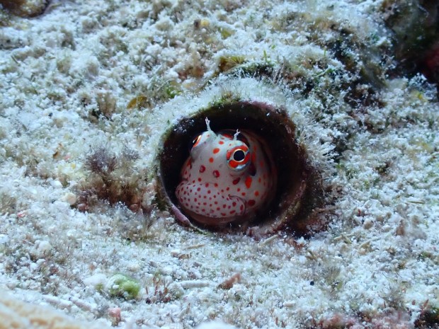モンツキカエルウオ