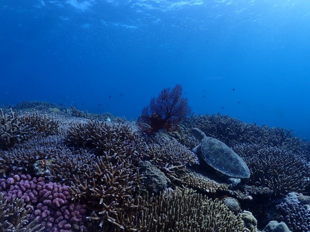 サンゴとカメ