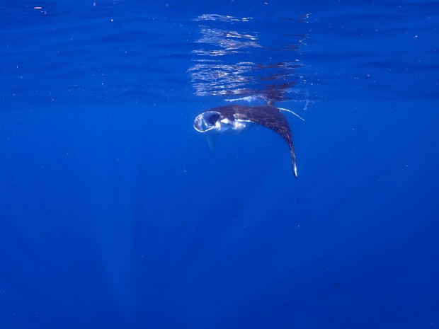 水面とマンタ