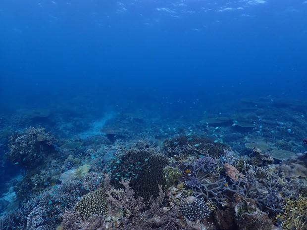 サンゴと魚