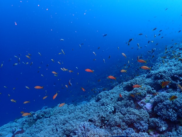 キンギョハナダイ