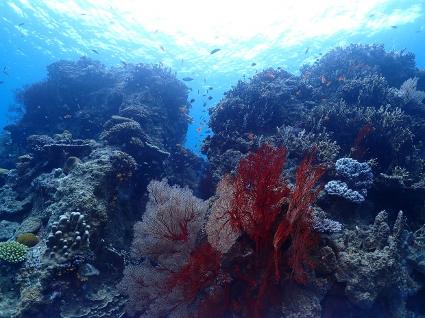 曇天でしたが～！真っ赤なイソバナと賑やかキンギョハナダイ・ナガンヌ島ダイビング