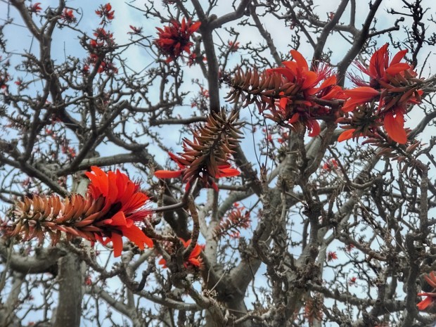 デイゴの花咲く沖縄4月・季節風の冬が終わり、湿度高まる梅雨間近と台風の気配
