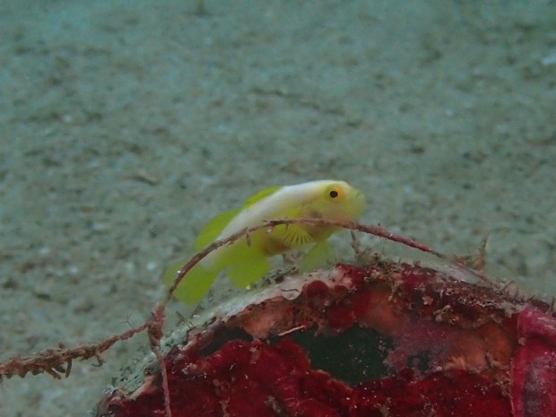 今年初のナカモトイロワケハゼ♪まだシャイで、ペアでの撮影叶わずでしたが