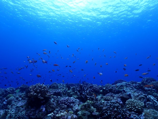 黒島北のキンギョハナダイが大盛況♪幼魚が増えて、賑やか・鮮やか。雨はなく曇天の1日