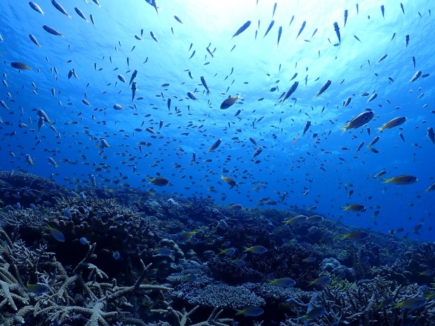 魚影とサンゴ