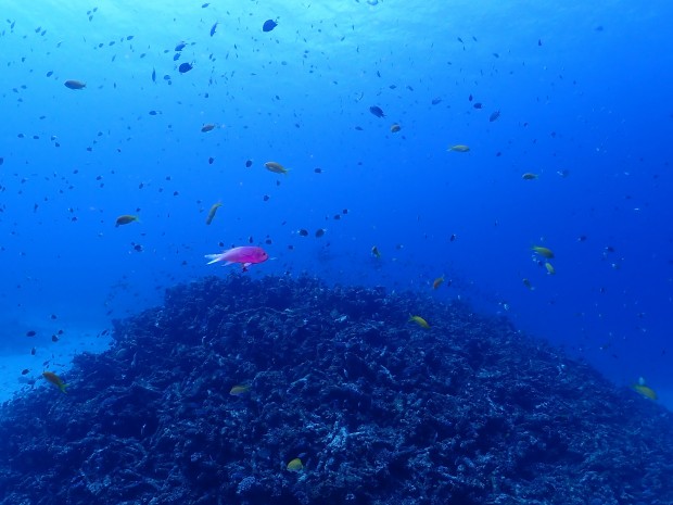 スミレナガハナダイのオス・メスじっくり観察♪予報とは随分異なる悩ましい海況