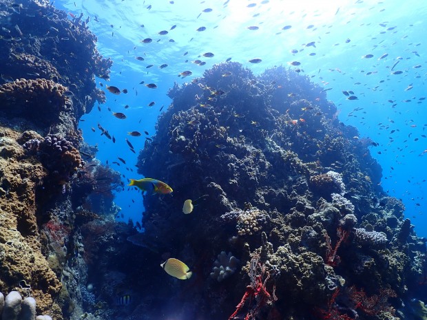 ターチューでいつも以上に？お魚まみれ＆久々の桟橋前ではアカウミガメ
