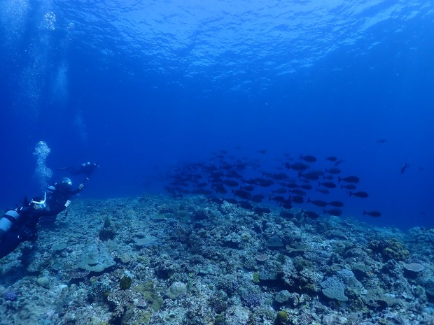 ダイバーと魚影