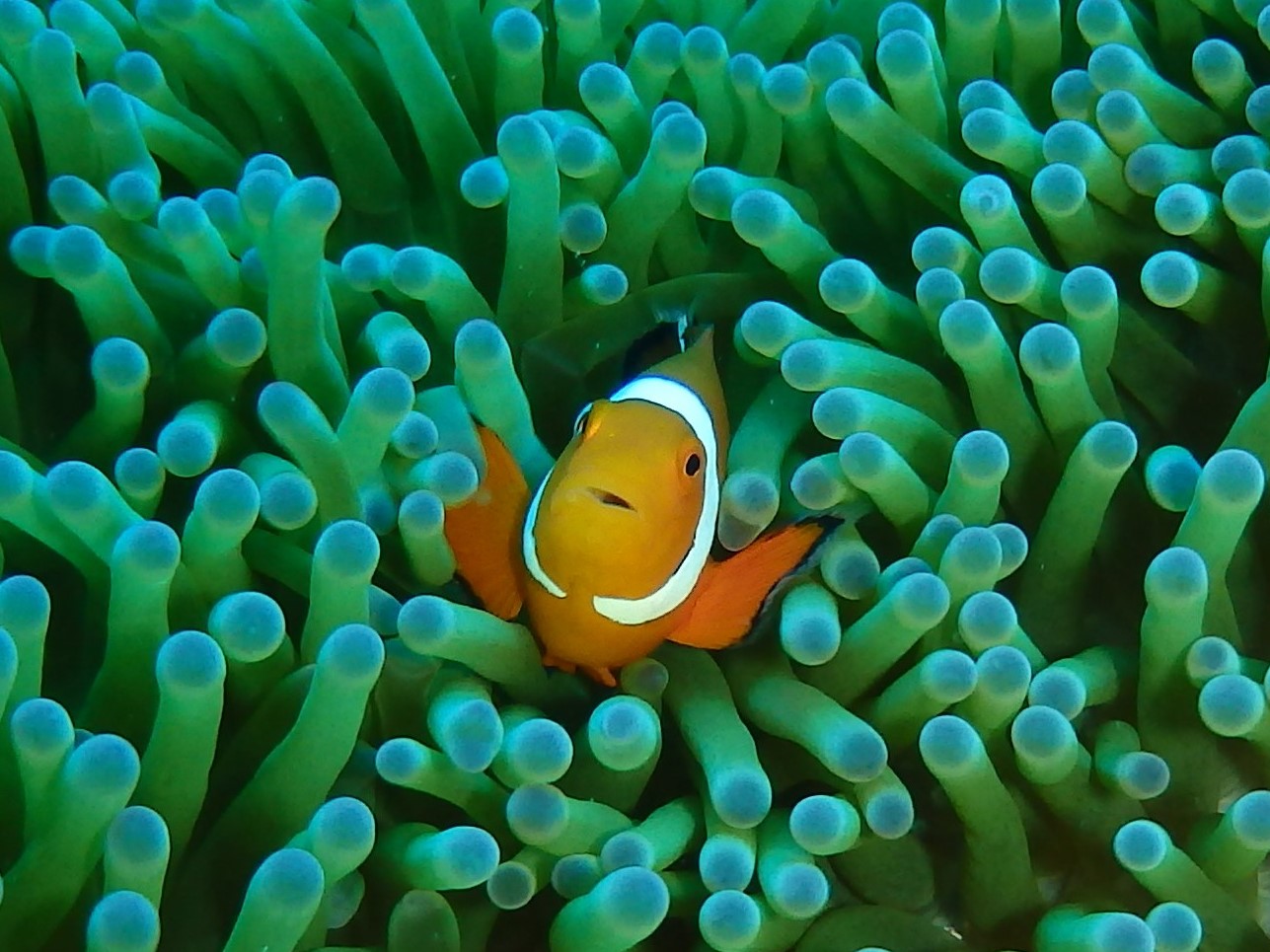 ニモの愛称で人気のクマノミの仲間など、海の中にはカラフルな魚たちがいっぱい。居着きの魚には、天気や季節を問わず出会うことができますヨ。
のイメージ